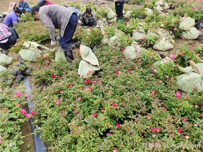 月季小苗的緩苗辦法？提高移栽成活率(圖2)