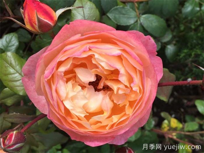艾瑪漢密爾頓夫人月季，香氣迷人，顏值出彩    (圖1)