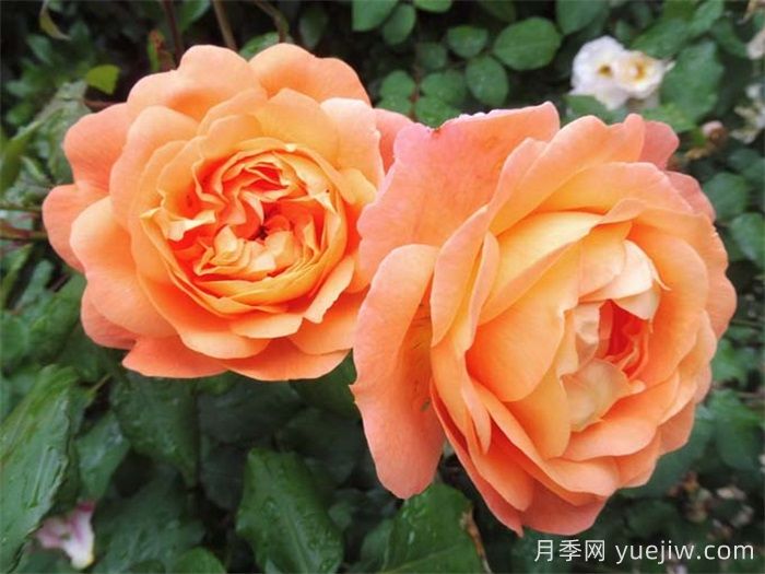 艾瑪漢密爾頓夫人月季，香氣迷人，顏值出彩    (圖2)