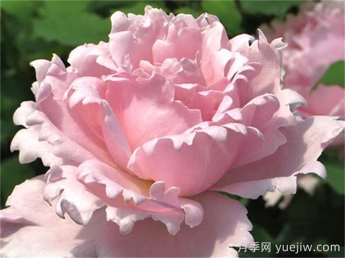 索菲羅莎月季推薦，獨特花瓣，美妙濃香(圖1)