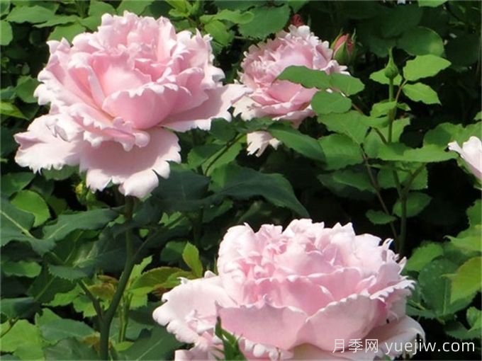 索菲羅莎月季推薦，獨特花瓣，美妙濃香(圖2)