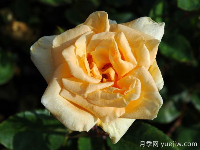 希林頓夫人月季，百年經(jīng)典灌木月季(圖2)