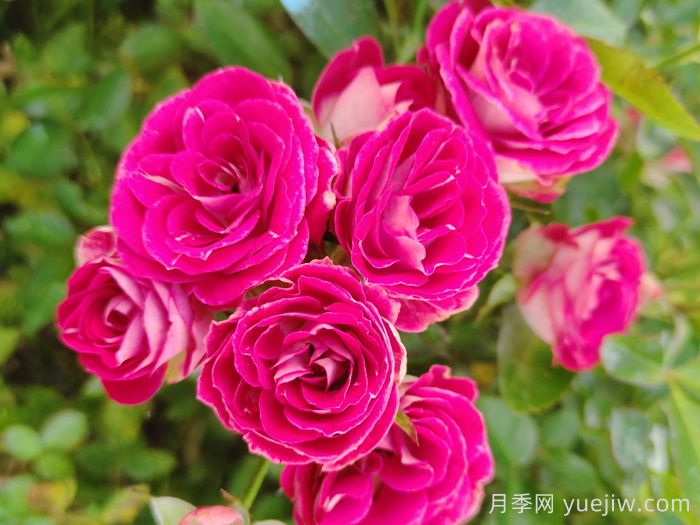 微型月季一年四季花開(kāi)不斷，微型月季栽培手冊(圖2)