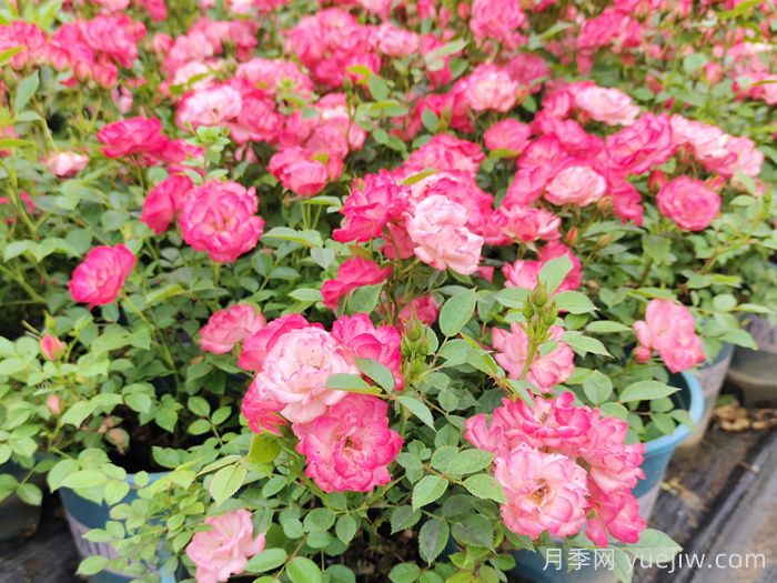微型月季一年四季花開(kāi)不斷，微型月季栽培手冊(圖3)