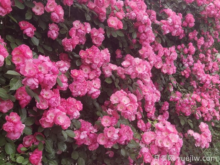 新手**次養月季怎么做？(圖1)