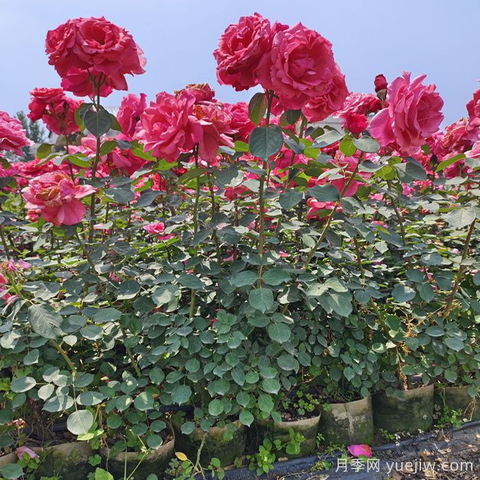 花木種植戶(hù)如何轉型做家庭園藝？(圖1)