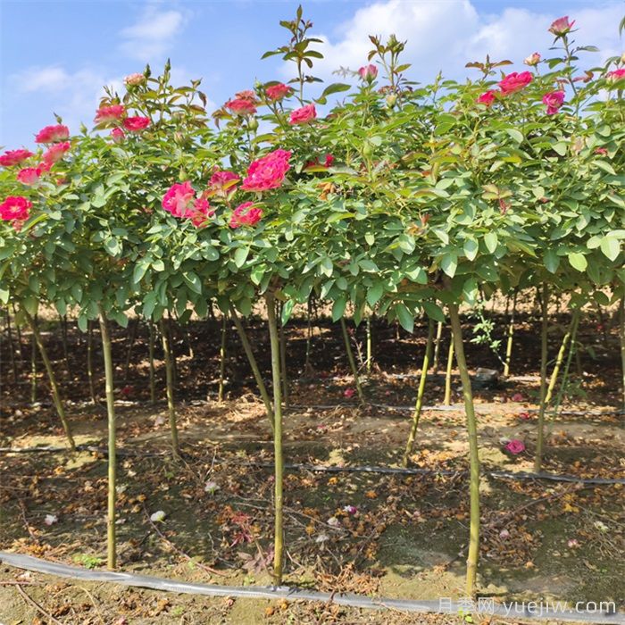 花木種植戶(hù)如何轉型做家庭園藝？(圖2)