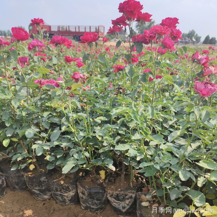 地被、花卉植物種植規范(圖1)