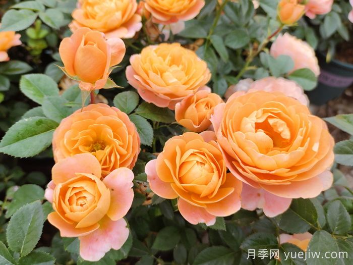 10種經(jīng)典月季花品種，開(kāi)成花海很驚艷(圖1)