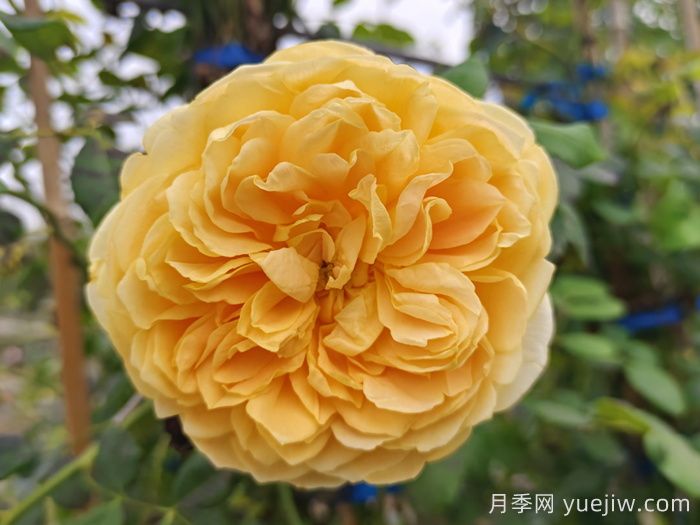 10種經(jīng)典月季花品種，開(kāi)成花海很驚艷(圖4)