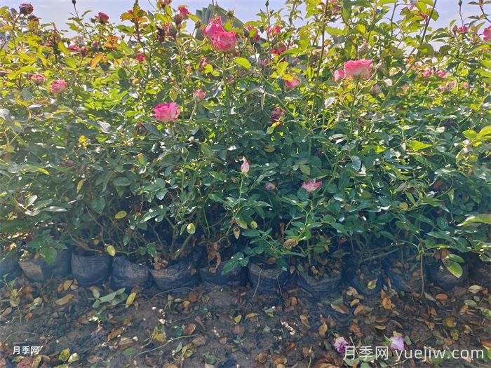 盆栽微型月季的養殖辦法，做好三點(diǎn)開(kāi)花不斷(圖1)
