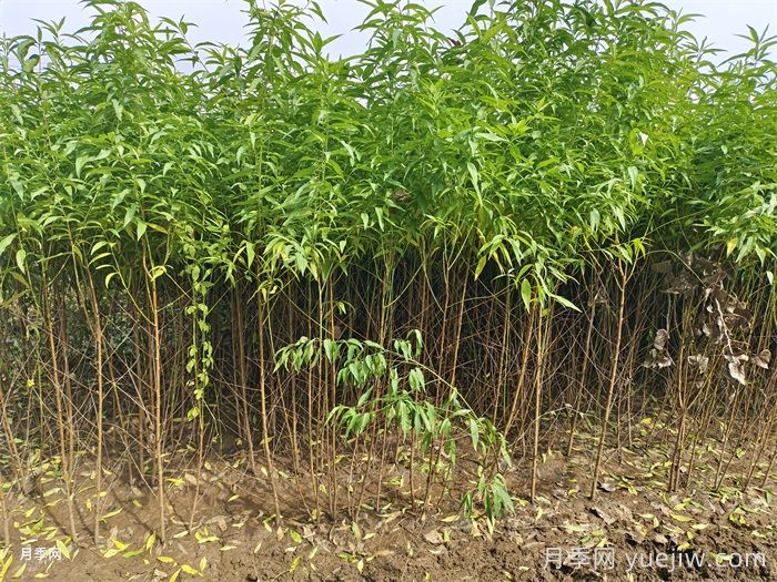 桃樹(shù)苗定植栽植的注意事項(圖2)