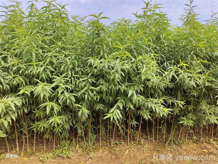 桃樹(shù)苗定植栽植的注意事項(圖1)
