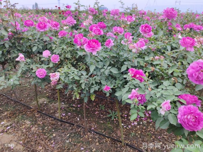 ?半陰環(huán)境光照不足如何養好月季花？(圖1)