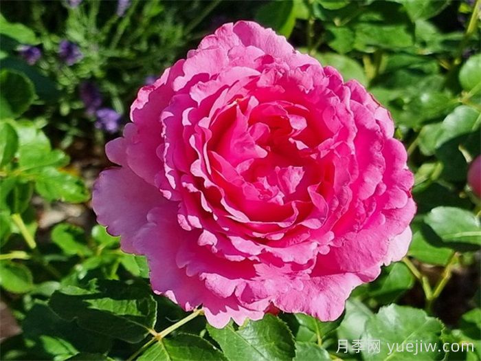 伊芙伯爵月季，伊芙系列開(kāi)山鼻祖(圖1)