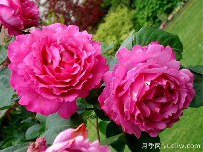 伊芙伯爵月季，伊芙系列開(kāi)山鼻祖(圖2)