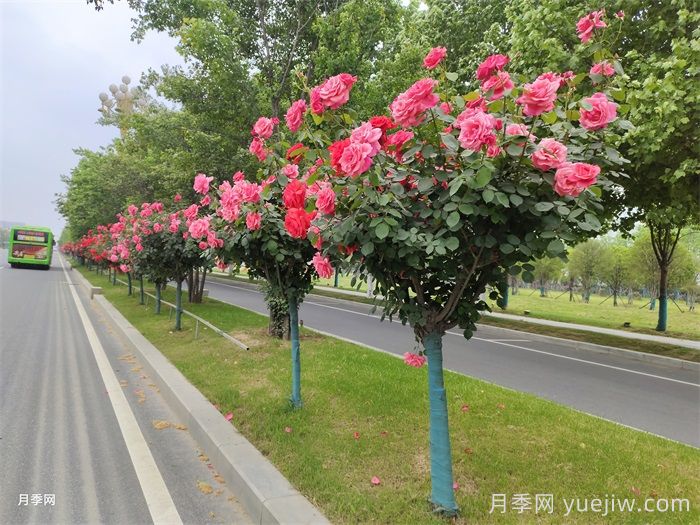 南陽(yáng)叫響“世界月季名城”品牌，推進(jìn)月季種植增植(圖1)