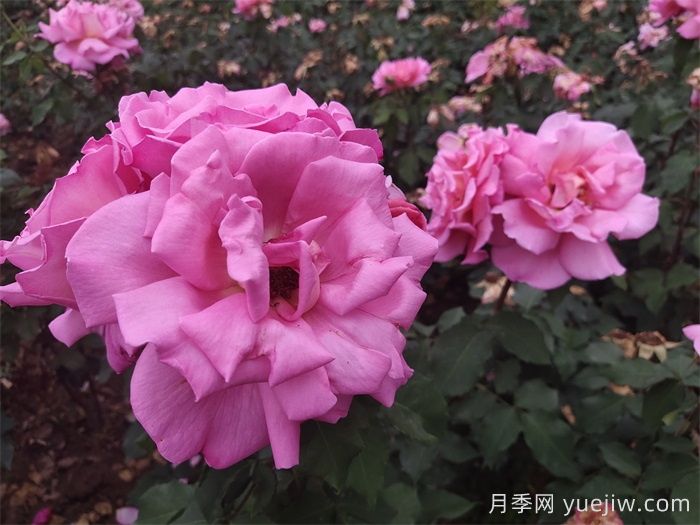 哪些月季更值得購買(mǎi)種植？月季優(yōu)缺點(diǎn)大比拼(圖1)