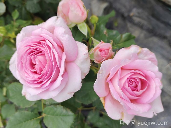 哪些月季更值得購買(mǎi)種植？月季優(yōu)缺點(diǎn)大比拼(圖2)