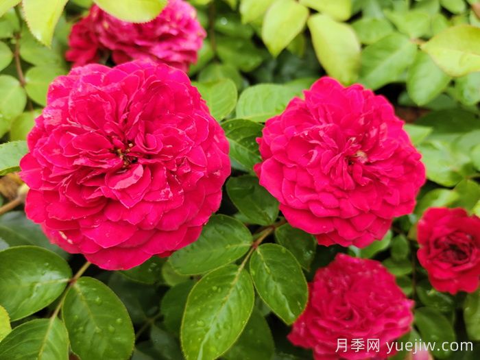 哪些月季更值得購買(mǎi)種植？月季優(yōu)缺點(diǎn)大比拼(圖3)