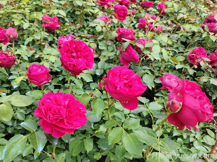 紅色龍沙寶石藤本月季，大花艷麗，花量超多(圖1)