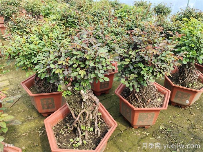 月季花很好養，春秋購買(mǎi)成活率高(圖2)