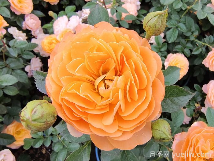 果汁陽(yáng)臺月季開(kāi)一次花就不長(cháng)了？僵苗解決辦法(圖1)