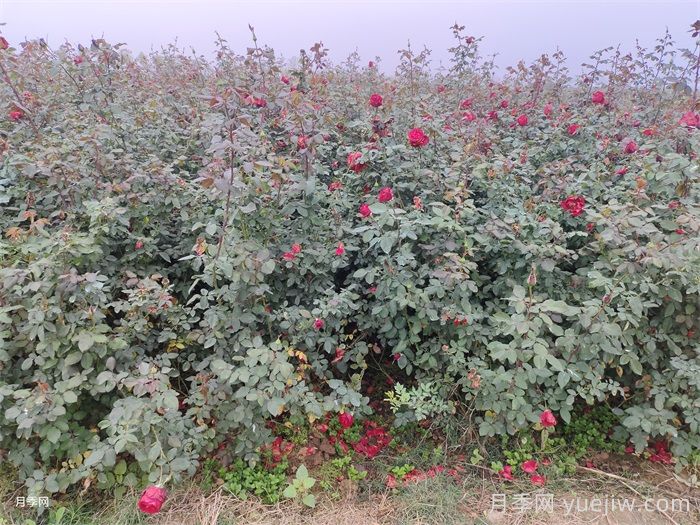 月季產(chǎn)生肥害，月季花施肥的正確方法是什么？  (圖1)