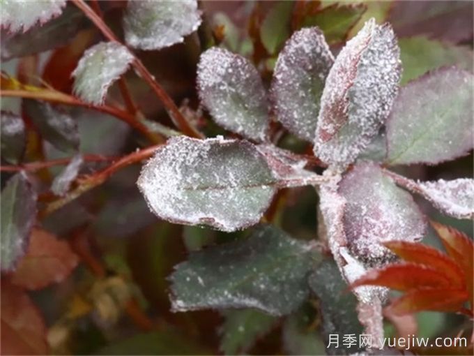 月季白粉病怎么防治？月季白粉病的原因和治療(圖2)