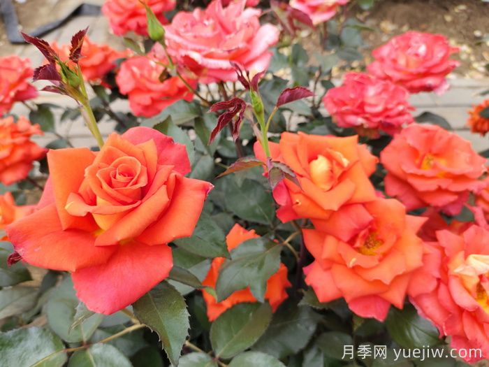 月季白粉病怎么防治？月季白粉病的原因和治療(圖3)