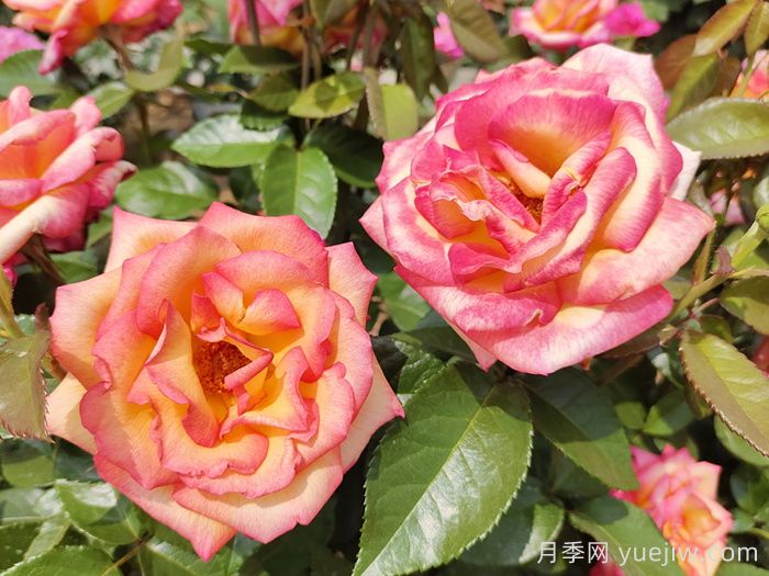 觀(guān)花樹(shù)種在園林綠化中長(cháng)盛不衰，有哪些花木？(圖1)