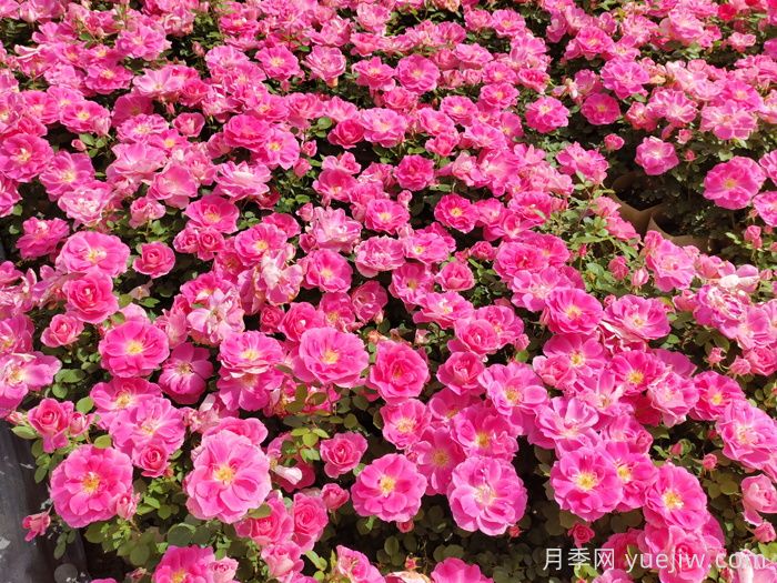宿根花卉品種在園林景觀(guān)工程中的應用(圖1)