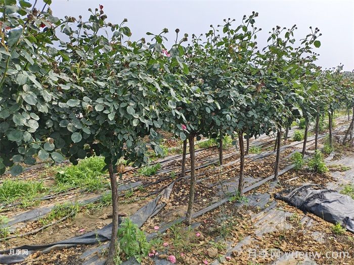 四月份園林養護要點(diǎn)(圖1)