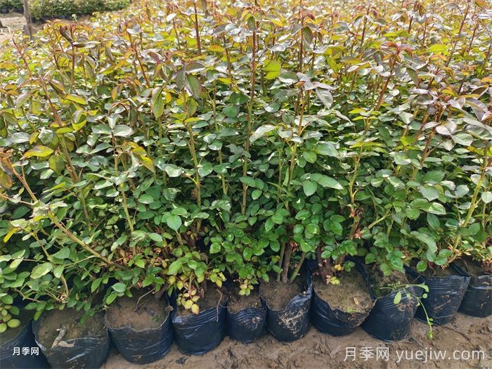 春季苗木移栽沒(méi)有成活，總結苗木死亡的八大原因(圖1)