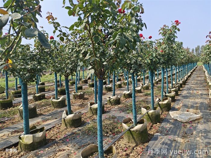 春季苗木移栽沒(méi)有成活，總結苗木死亡的八大原因(圖2)