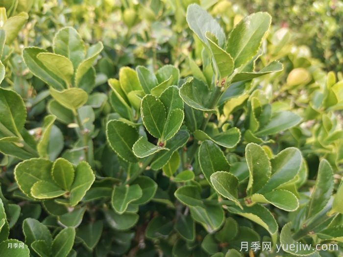 10種常見(jiàn)圍墻綠籬品種總結(圖1)