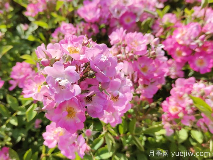 打造露臺花園的五個(gè)小技巧(圖1)