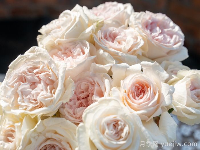 天狼家香氣四溢的月季清單，讓花園充滿(mǎn)浪漫氣息！(圖1)