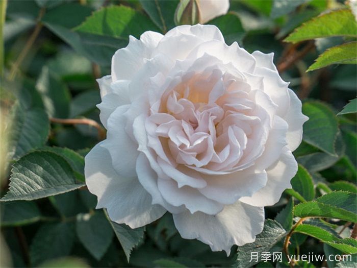 天狼家香氣四溢的月季清單，讓花園充滿(mǎn)浪漫氣息！(圖2)