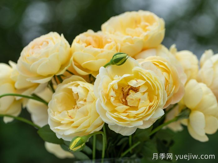 天狼家香氣四溢的月季清單，讓花園充滿(mǎn)浪漫氣息！(圖3)