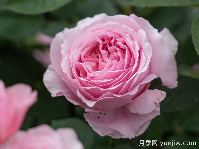 天狼家香氣四溢的月季清單，讓花園充滿(mǎn)浪漫氣息！(圖4)