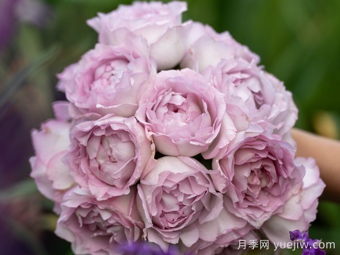 天狼家香氣四溢的月季清單，讓花園充滿(mǎn)浪漫氣息！(圖5)