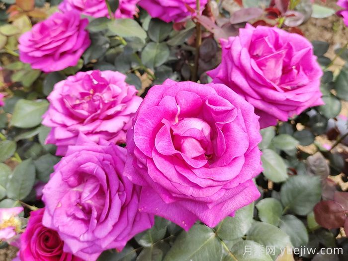 月季有三個(gè)坑，養月季花有哪三怕？(圖1)