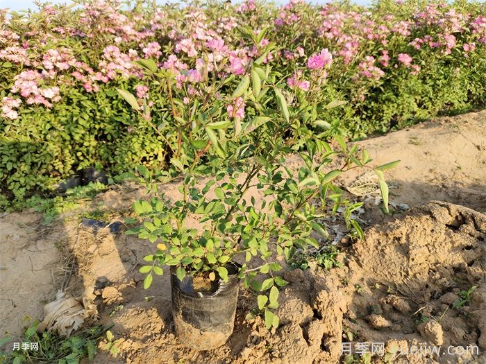 月季有三個(gè)坑，養月季花有哪三怕？(圖2)
