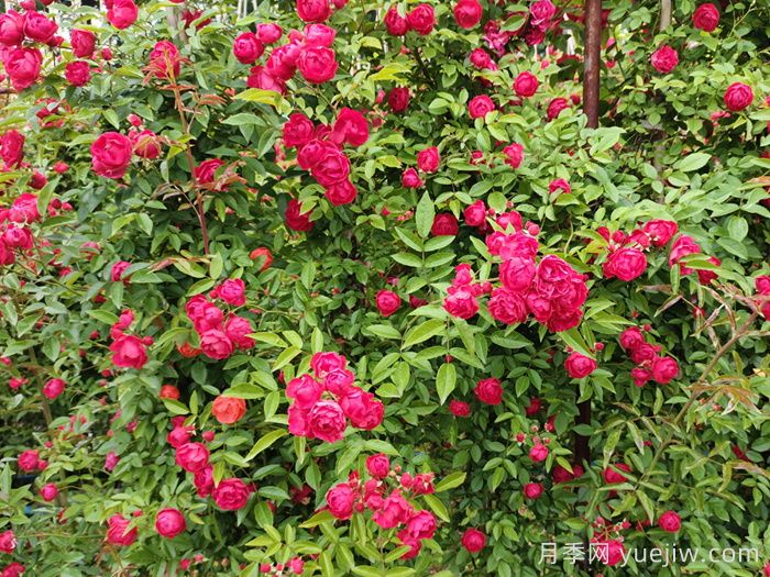 推薦13個(gè)藤本植物爬到花墻，開(kāi)出一片花海(圖2)
