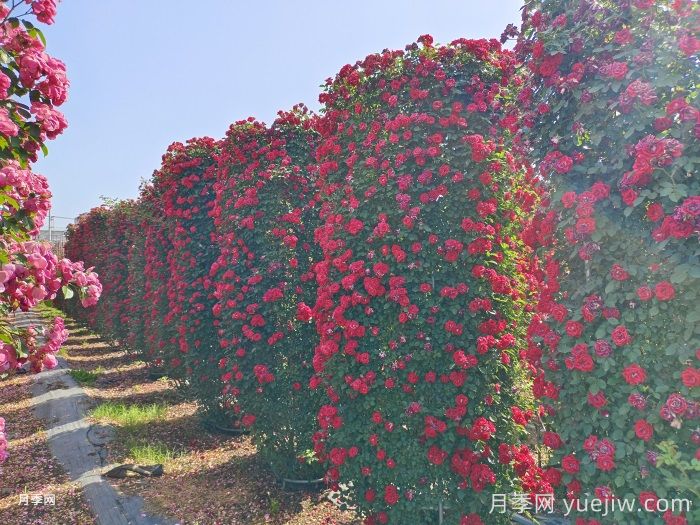 推薦13個(gè)藤本植物爬到花墻，開(kāi)出一片花海(圖1)