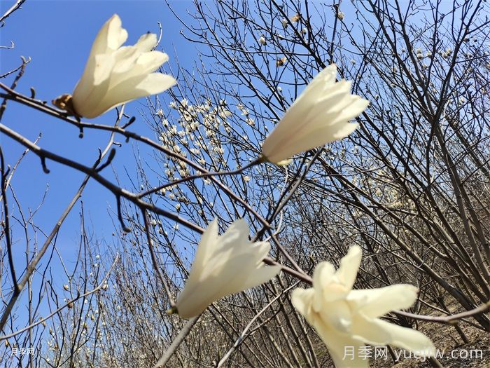 玉蘭花開(kāi)，七個(gè)玉蘭品種推薦(圖1)