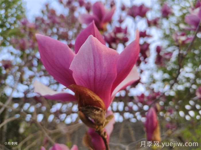 玉蘭花開(kāi)，七個(gè)玉蘭品種推薦(圖2)