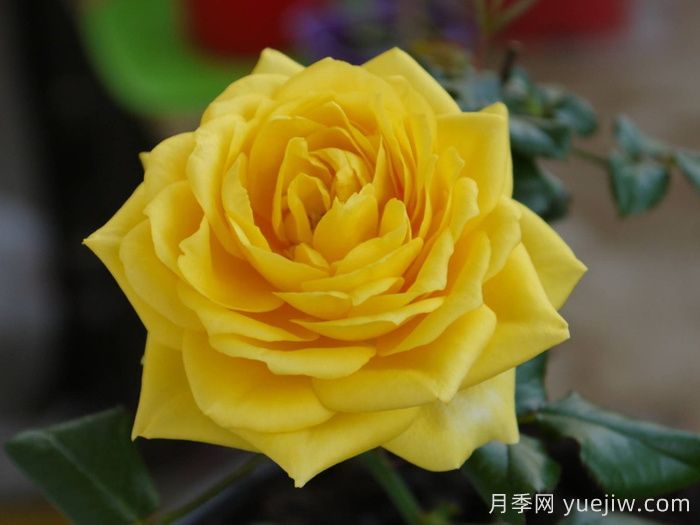 陽(yáng)光海灘月季/永遠的陽(yáng)光海岸(圖4)