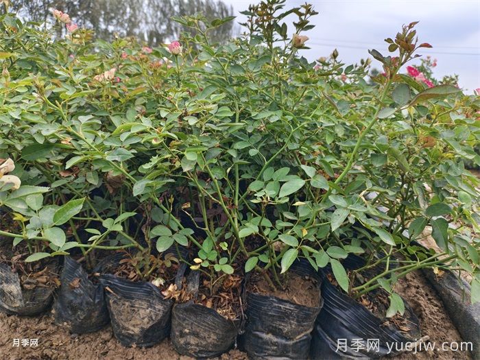 6種花卉春天喜歡肥，必有月季花(圖1)